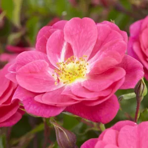 'A Rose for Heather' Climbing Rose