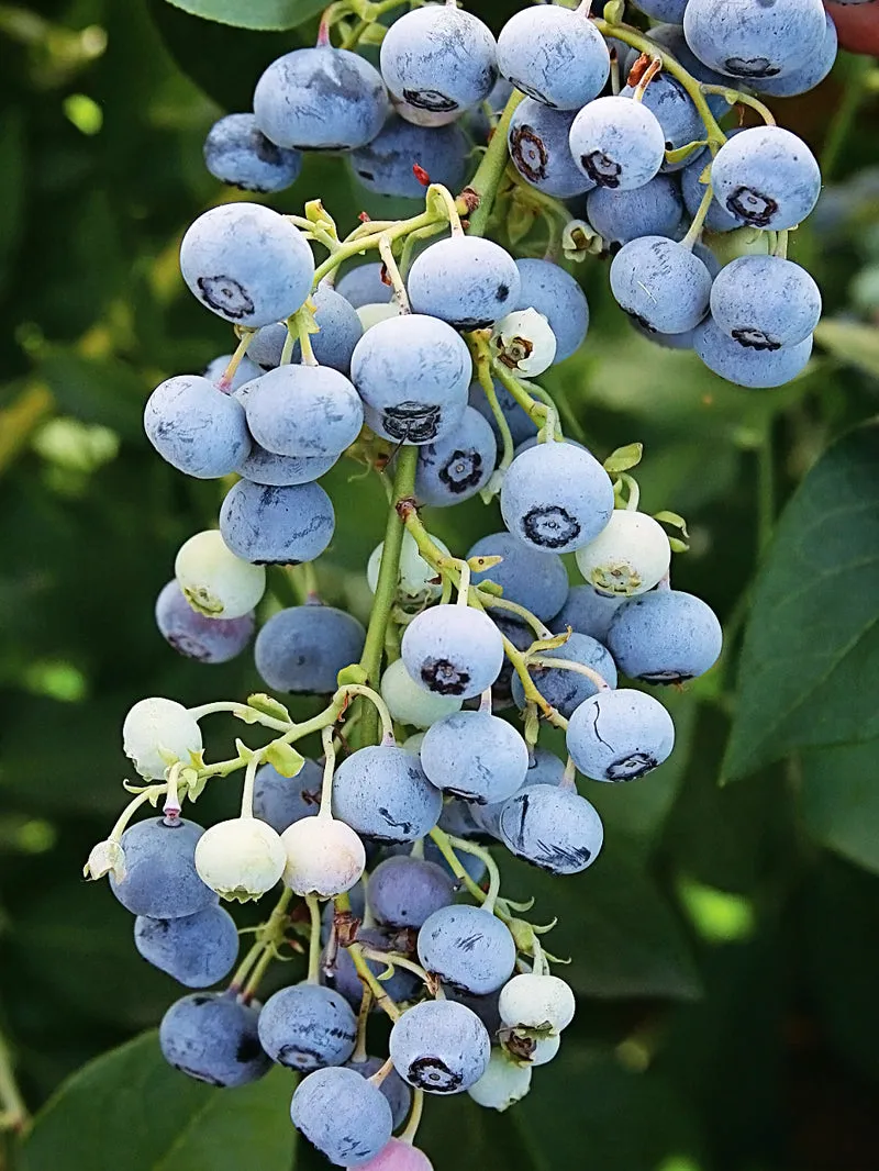 Blueberry - Ochlockonee (Rabbit Eye)