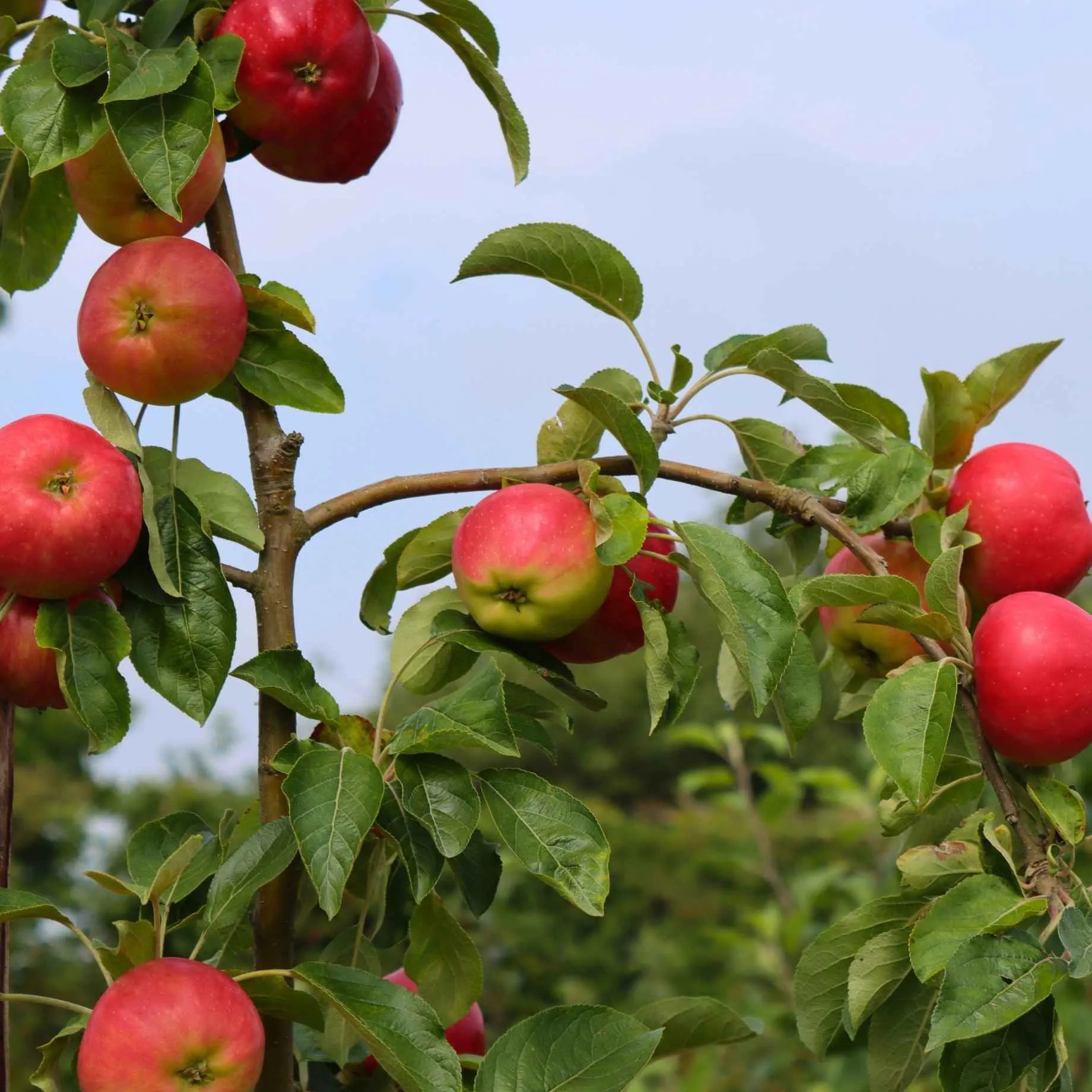 'Braeburn Hillwell' Apple Tree