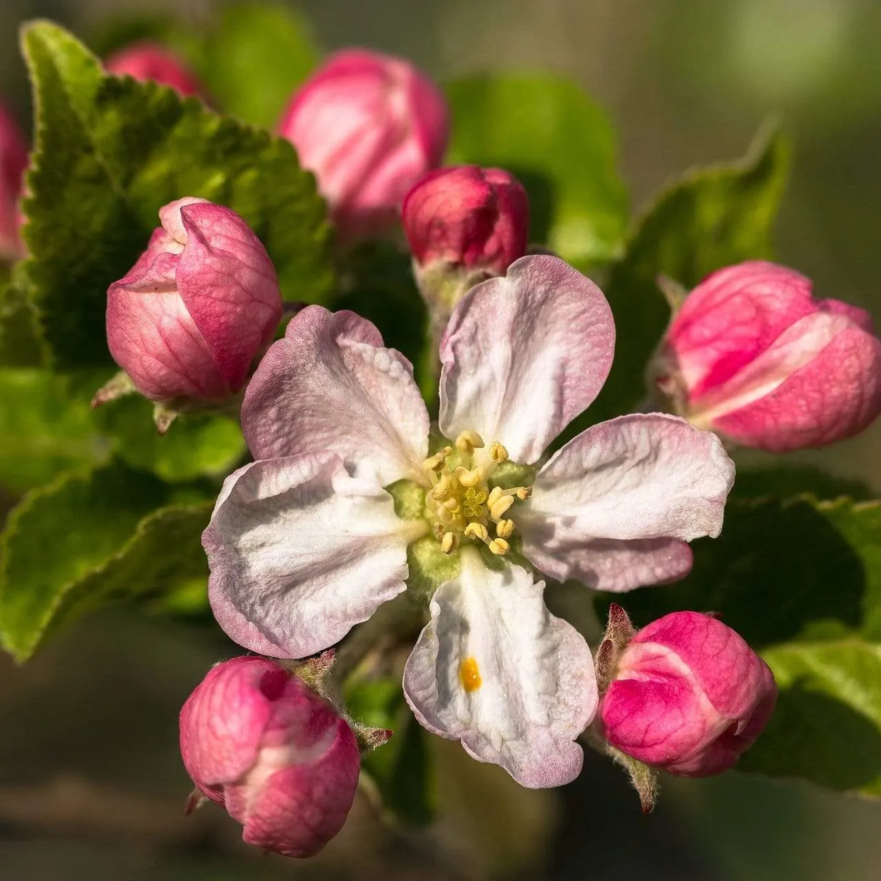 'Braeburn Hillwell' Apple Tree