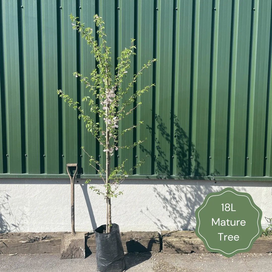 'Braeburn Hillwell' Apple Tree