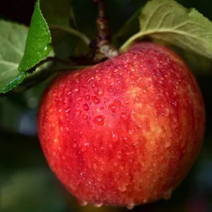 'Braeburn Hillwell' Apple Tree