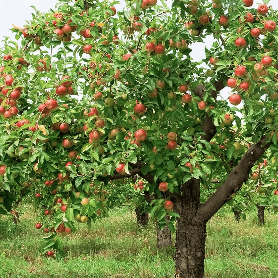 'Braeburn Hillwell' Apple Tree