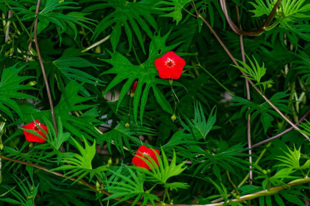 Cardinal Climber  Ipomoea x multifida  500 Seeds  USA Company
