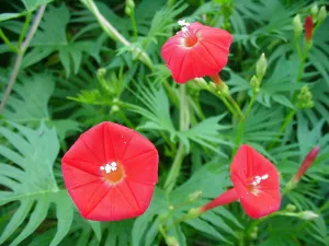 Cardinal Climber  Ipomoea x multifida  500 Seeds  USA Company