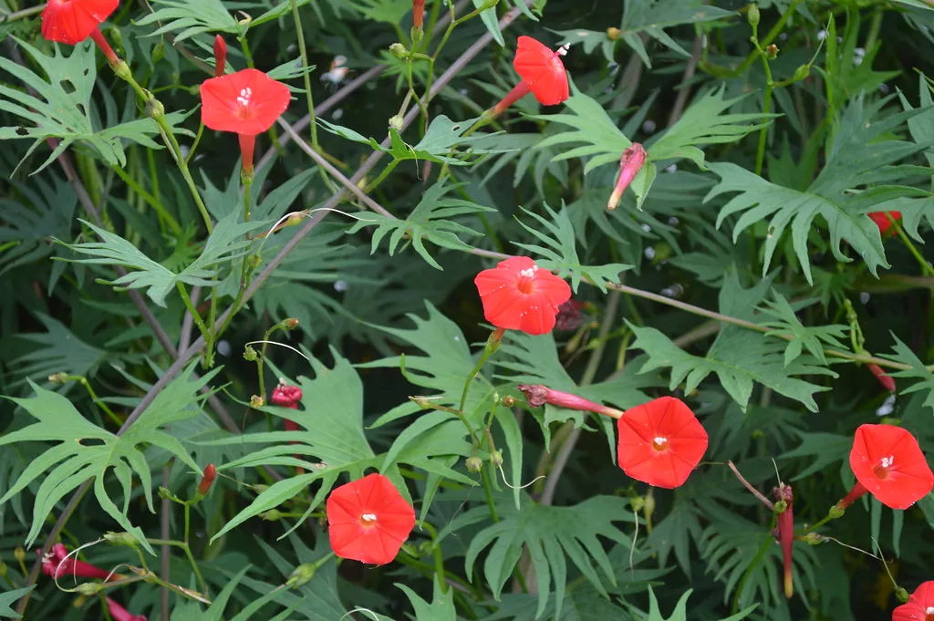 Cardinal Climber  Ipomoea x multifida  500 Seeds  USA Company