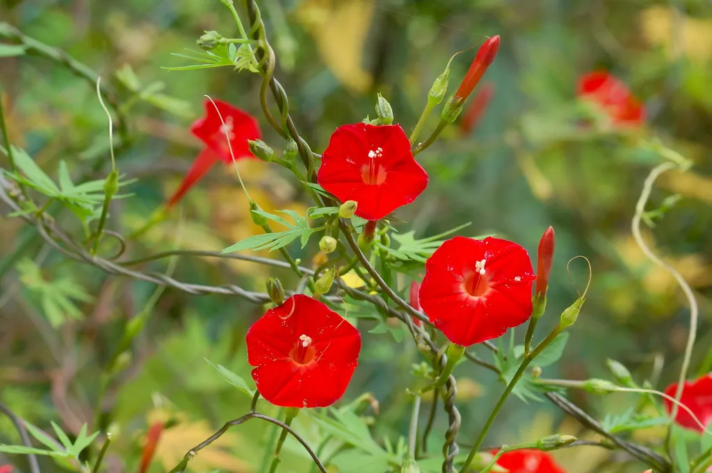 Cardinal Climber  Ipomoea x multifida  500 Seeds  USA Company