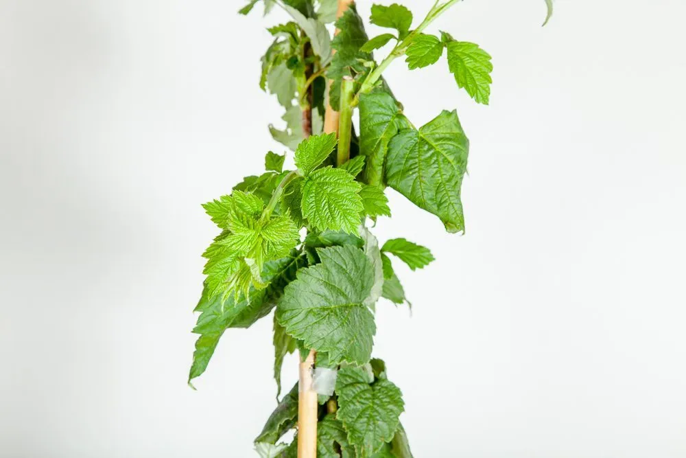 Caroline Raspberry Bush