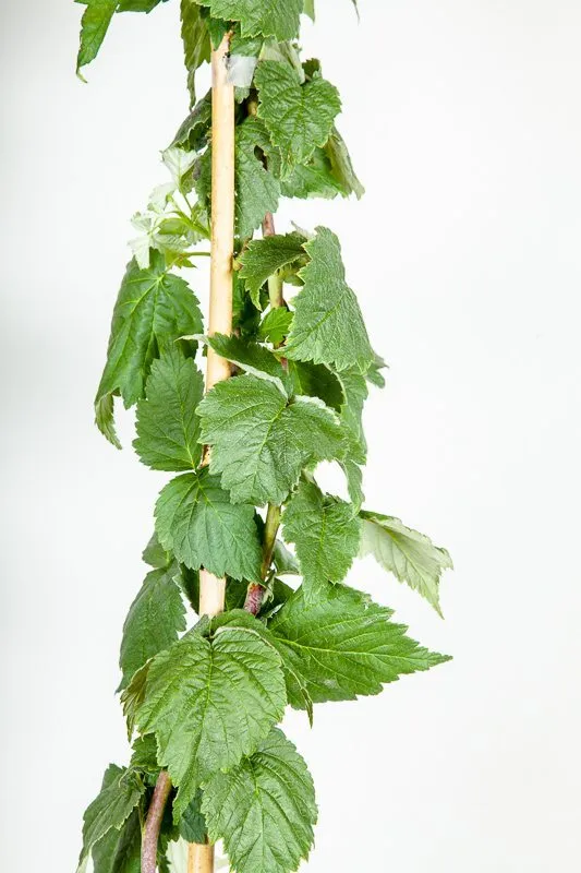 Caroline Raspberry Bush