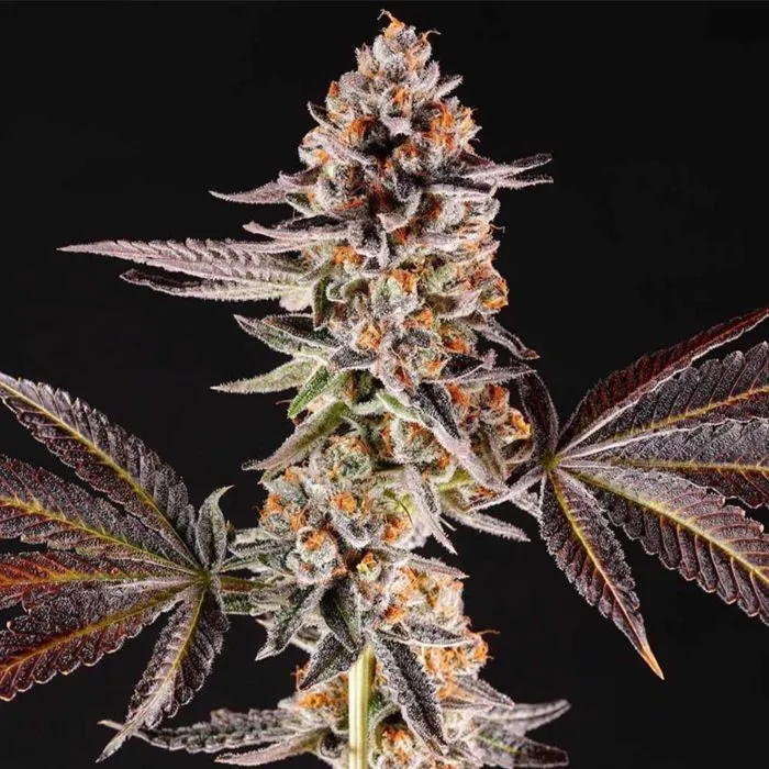 Compound Genetics - La Bomba