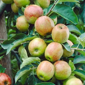'Cox's Orange Pippin' Apple Tree
