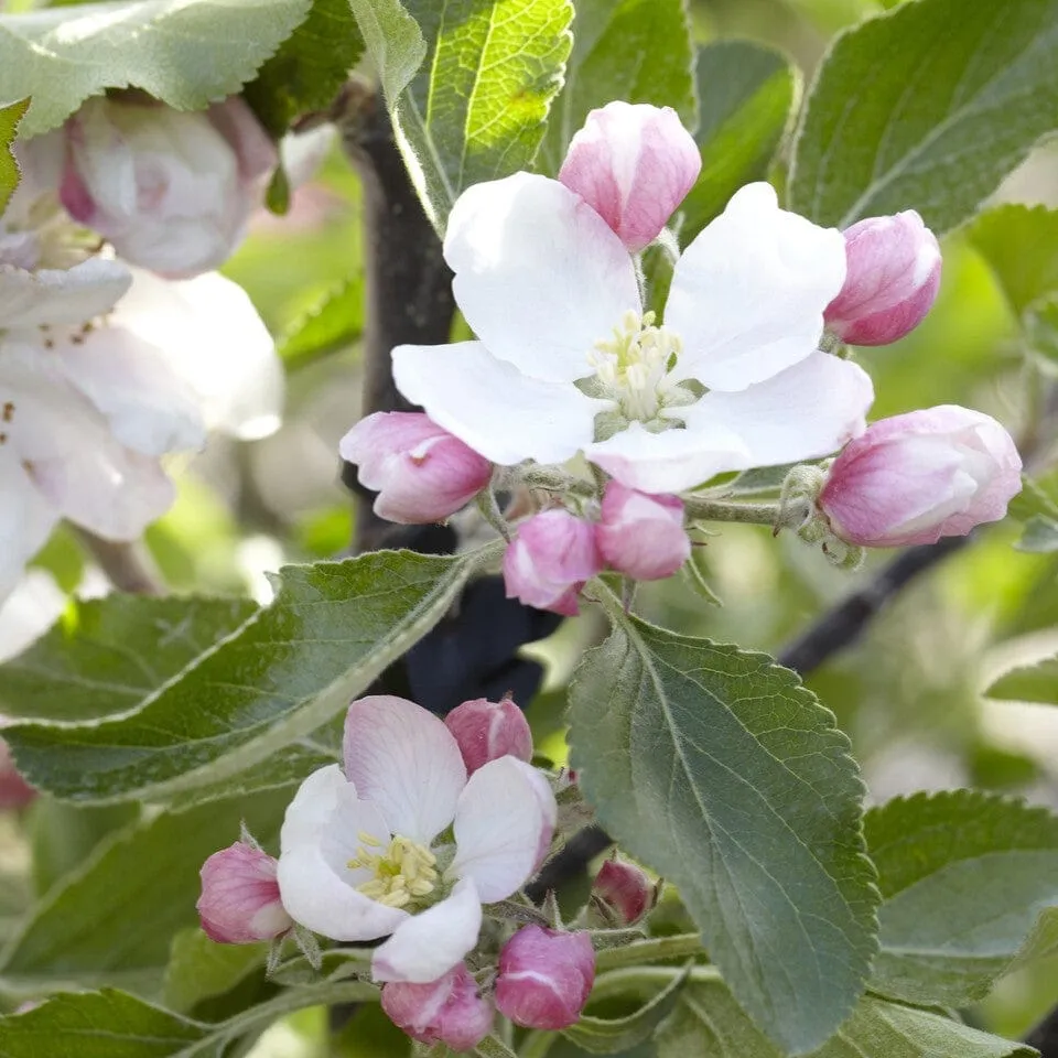 'Cox's Orange Pippin' Apple Tree