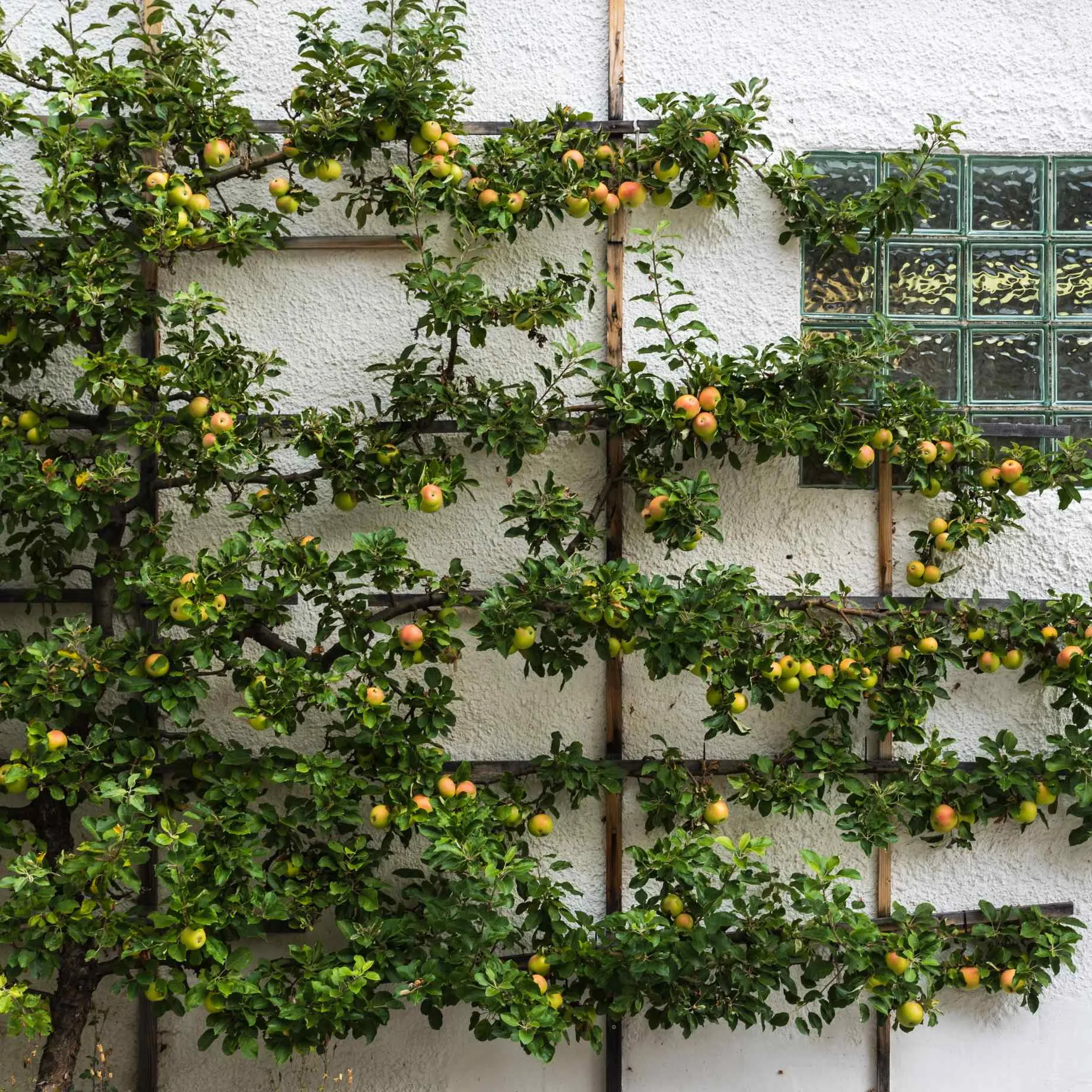 'Cox's Orange Pippin' Apple Tree
