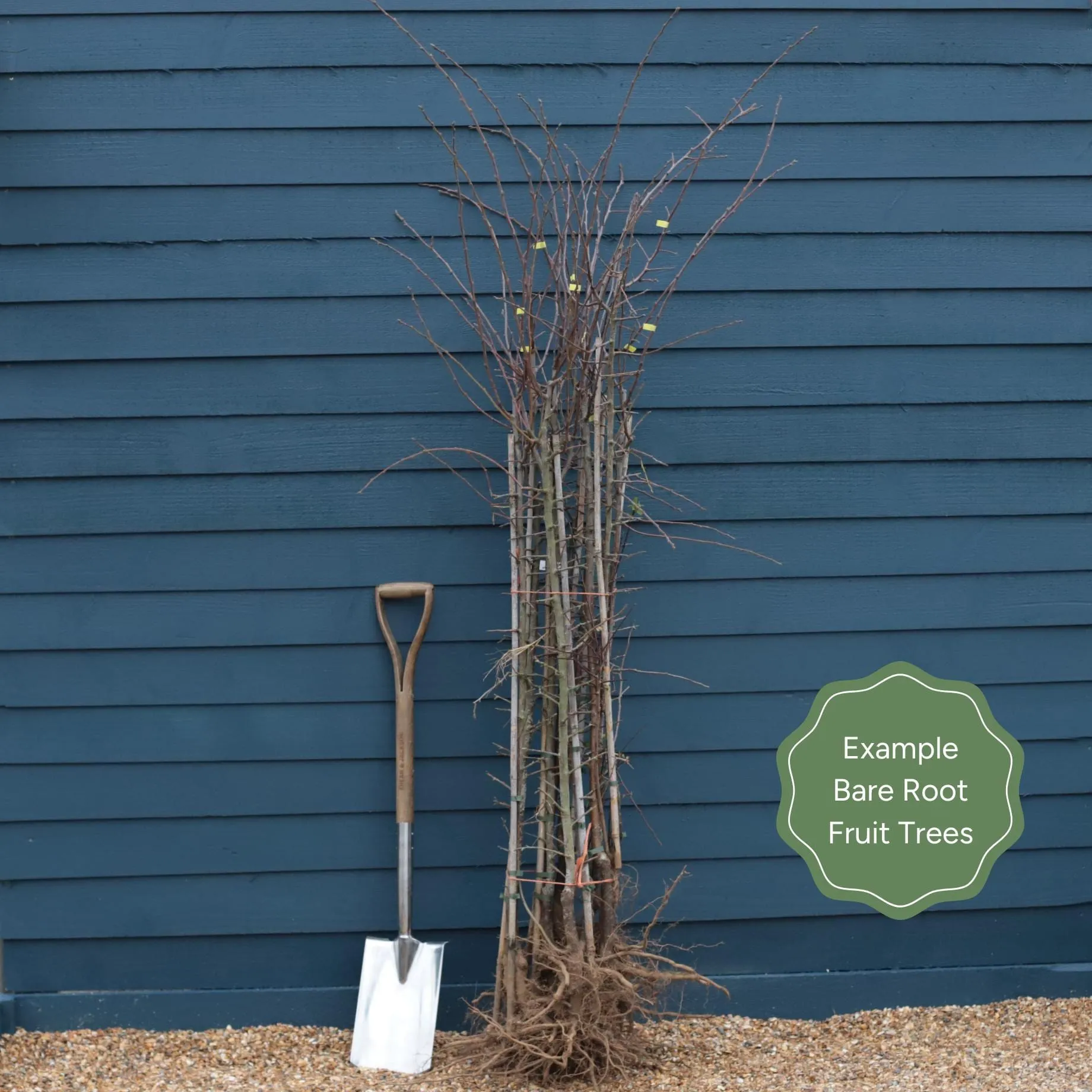 'Cox's Orange Pippin' Apple Tree