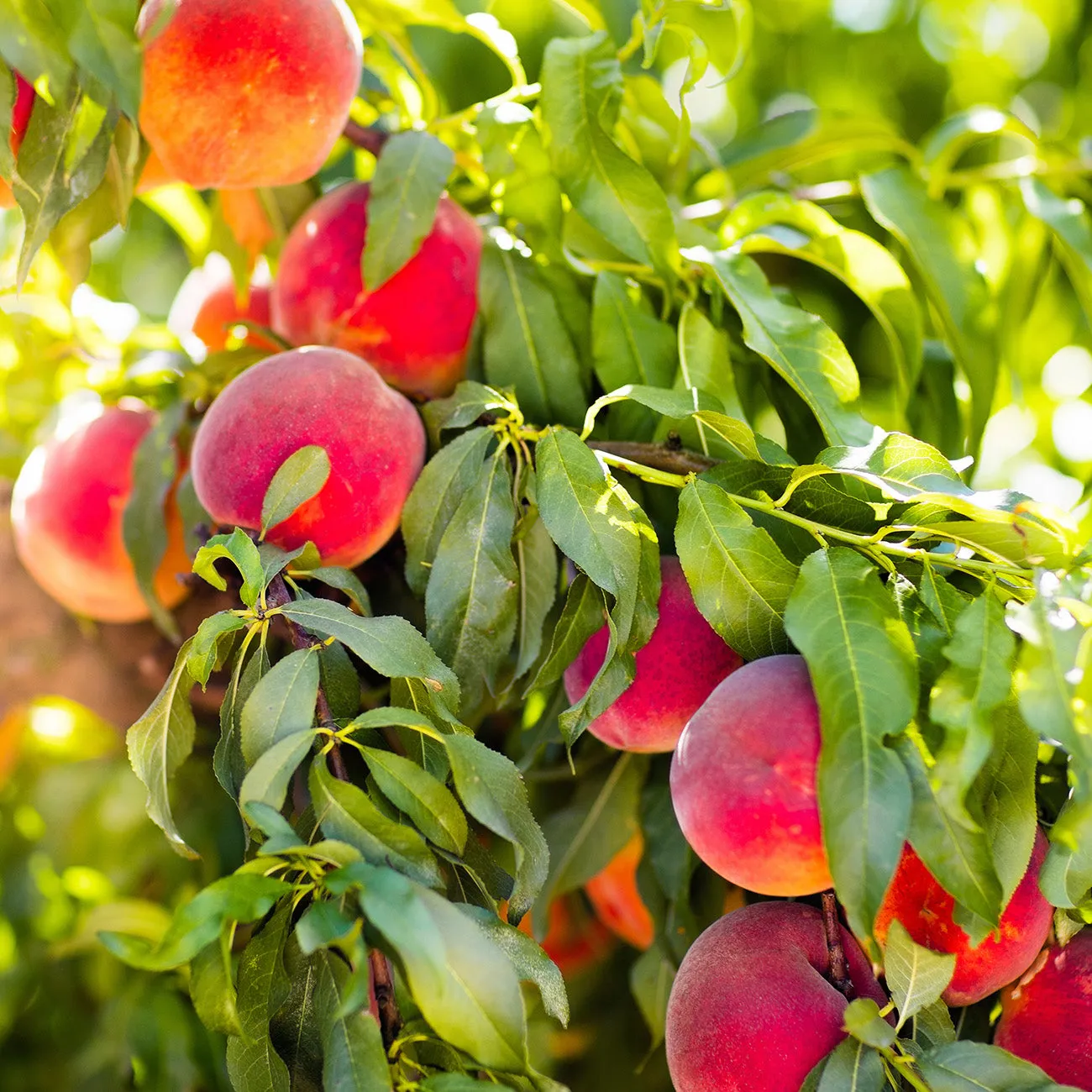 Crimson Princess Yellow Peach Tree
