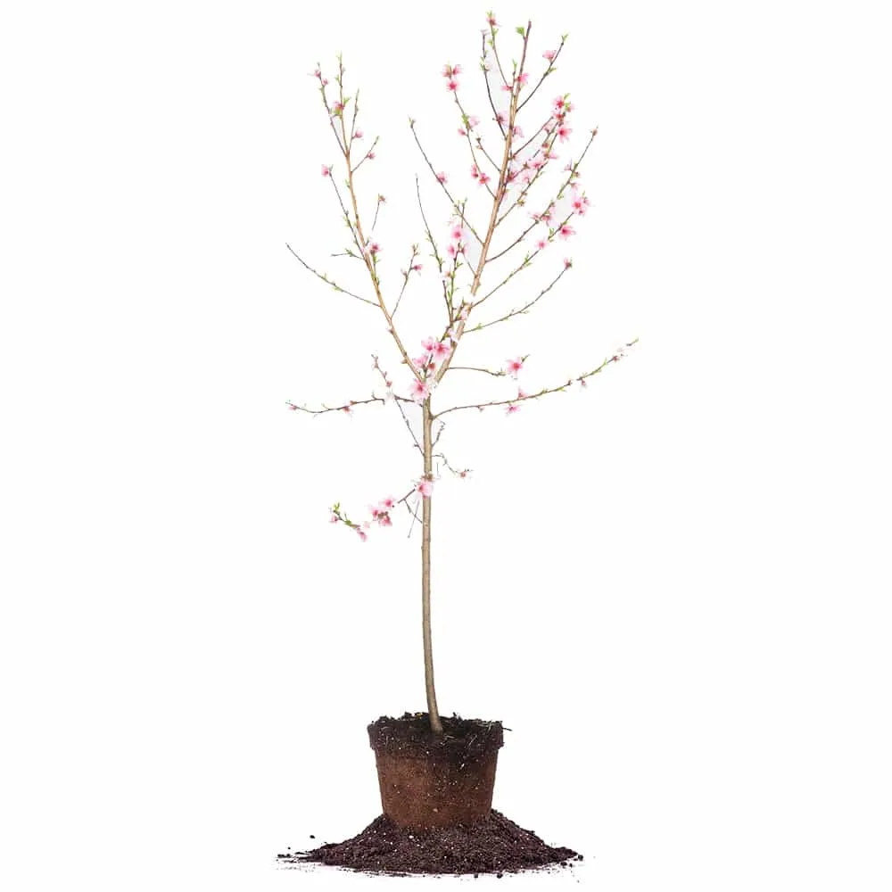 Crimson Princess Yellow Peach Tree