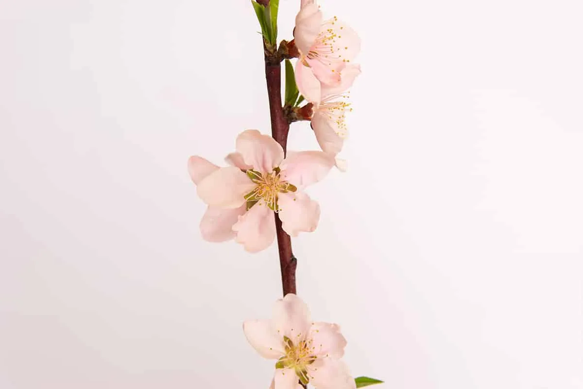 Crimson Princess Yellow Peach Tree