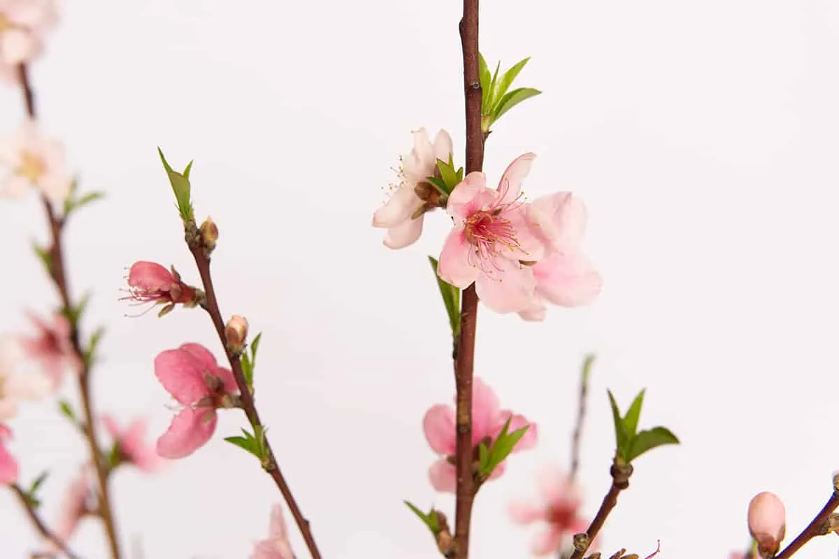 Crimson Princess Yellow Peach Tree