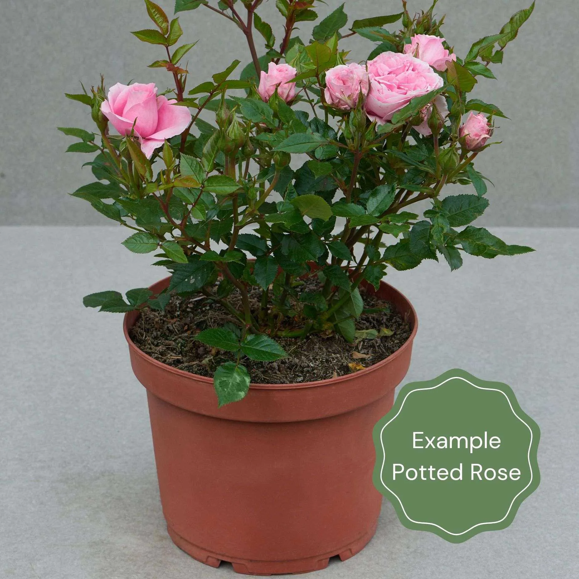'Deep Love' Climbing Rose