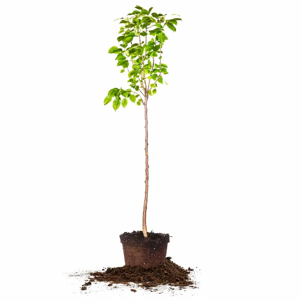 Flordahome Pear Tree