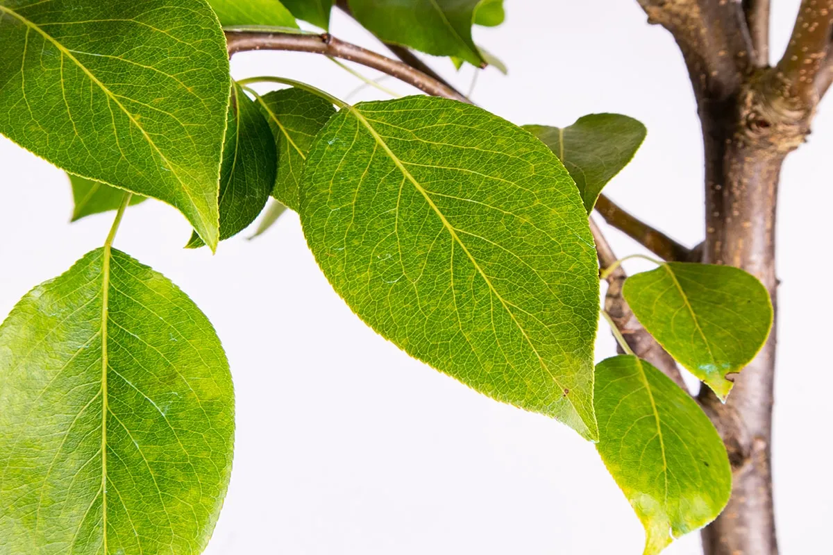 Flordahome Pear Tree