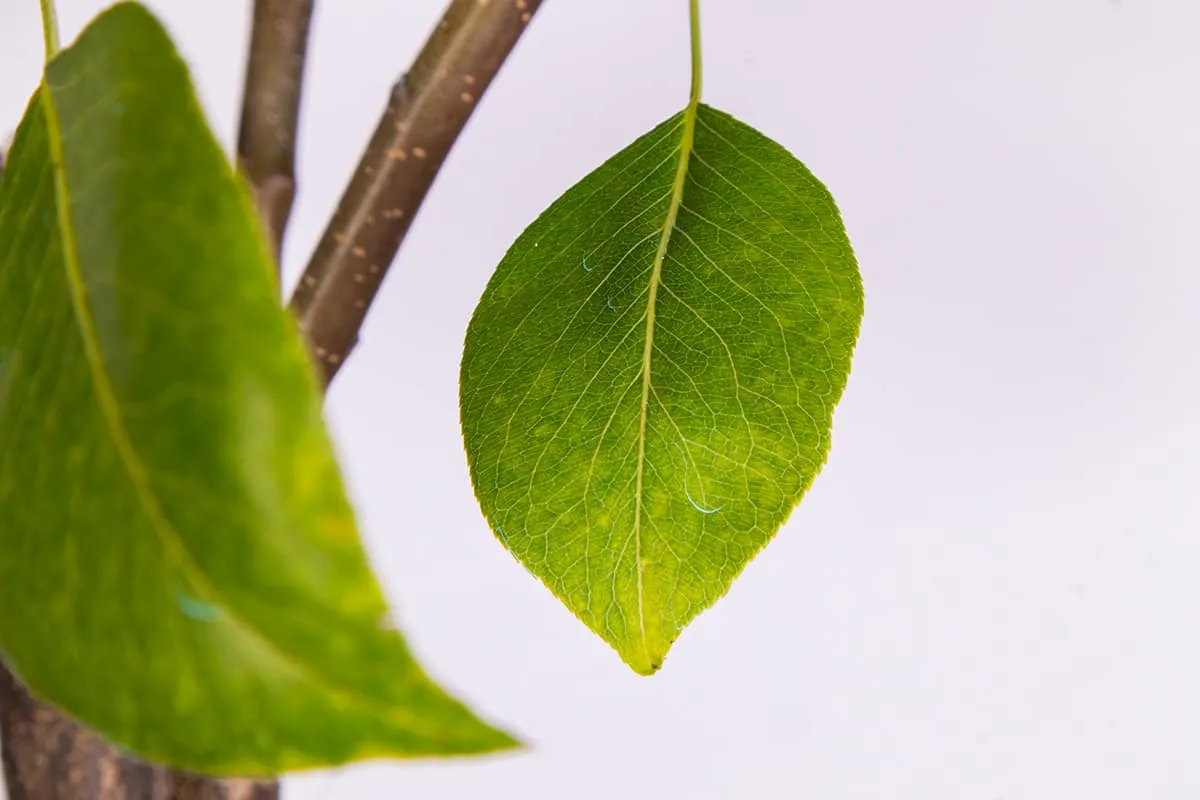Flordahome Pear Tree