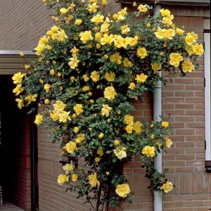 'Gardeners' Glory' Climbing Rose
