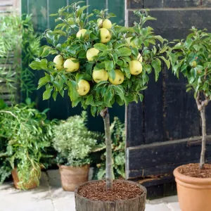 'Golden Delicious' Apple Tree
