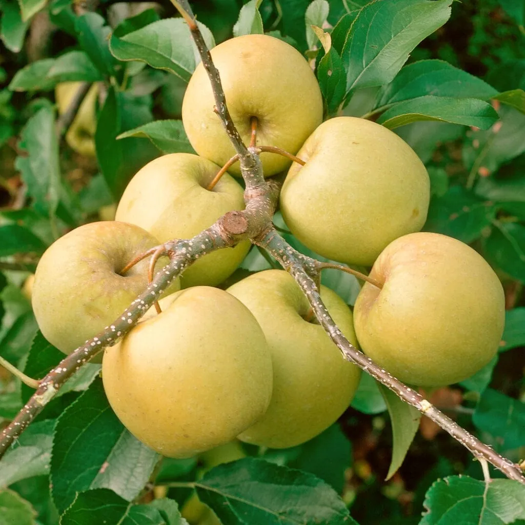 'Golden Delicious' Apple Tree