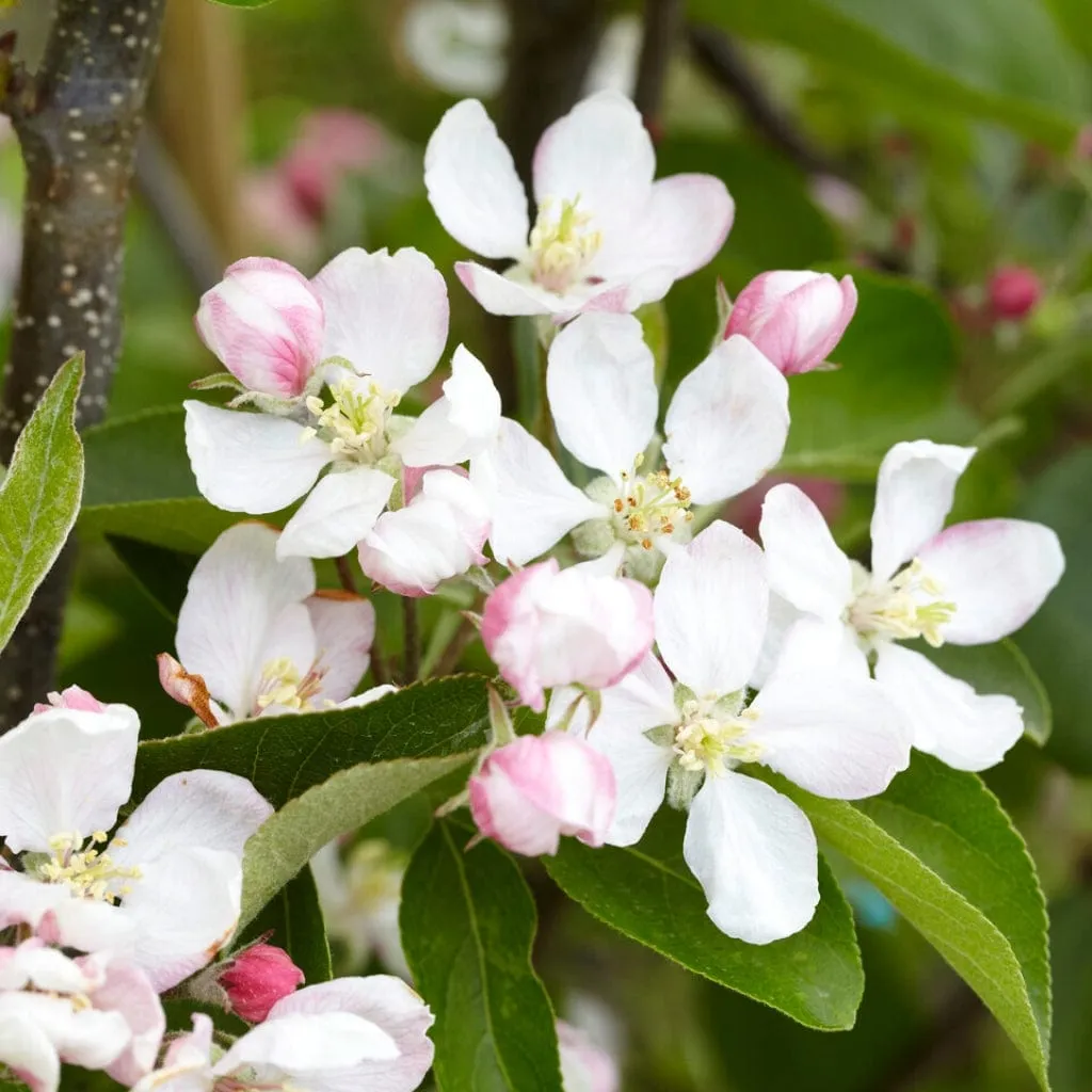 'Golden Delicious' Apple Tree