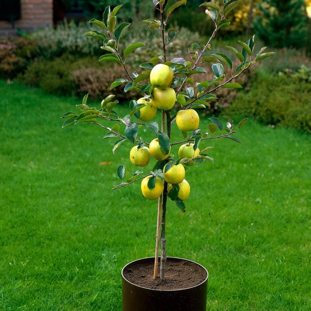 'Golden Delicious' Apple Tree