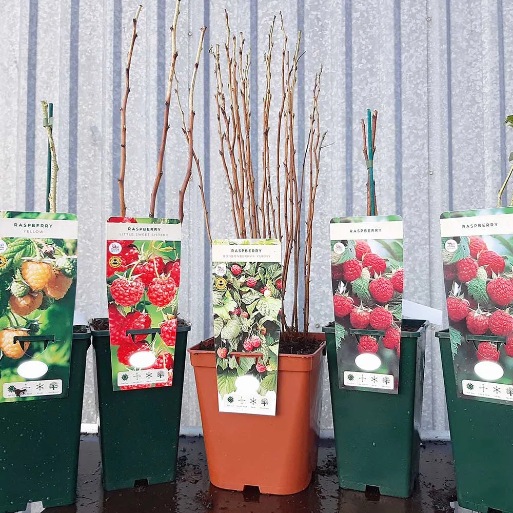 Jostaberry (Ribes nidigrolaria) Fruit Bush 3ltr Pot