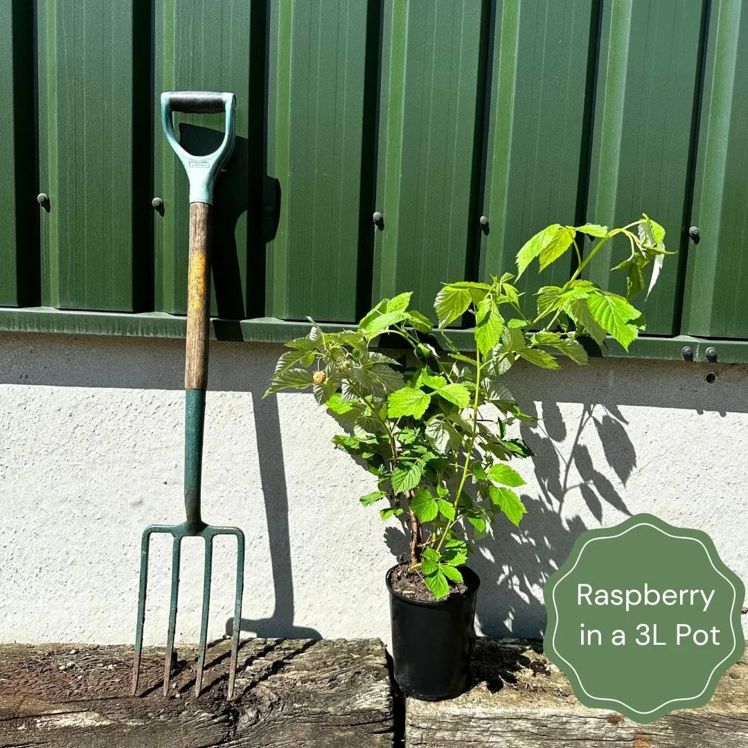 'Medana' Tayberry Plants
