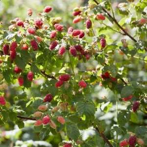 'Medana' Tayberry Plants