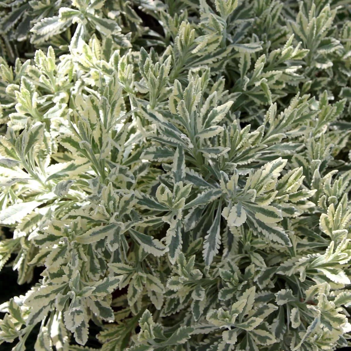 Meerlo Lavender