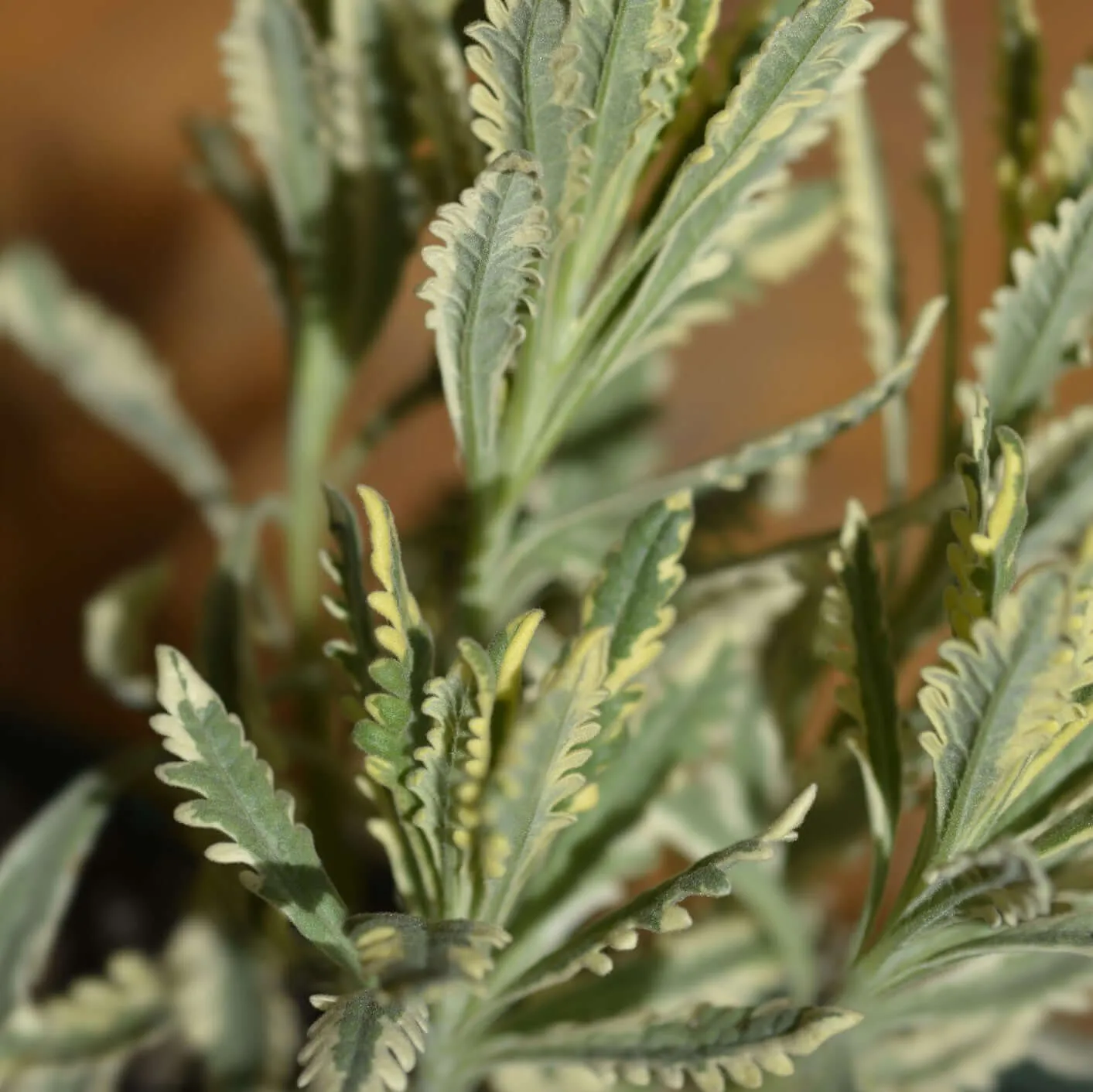 Meerlo Lavender