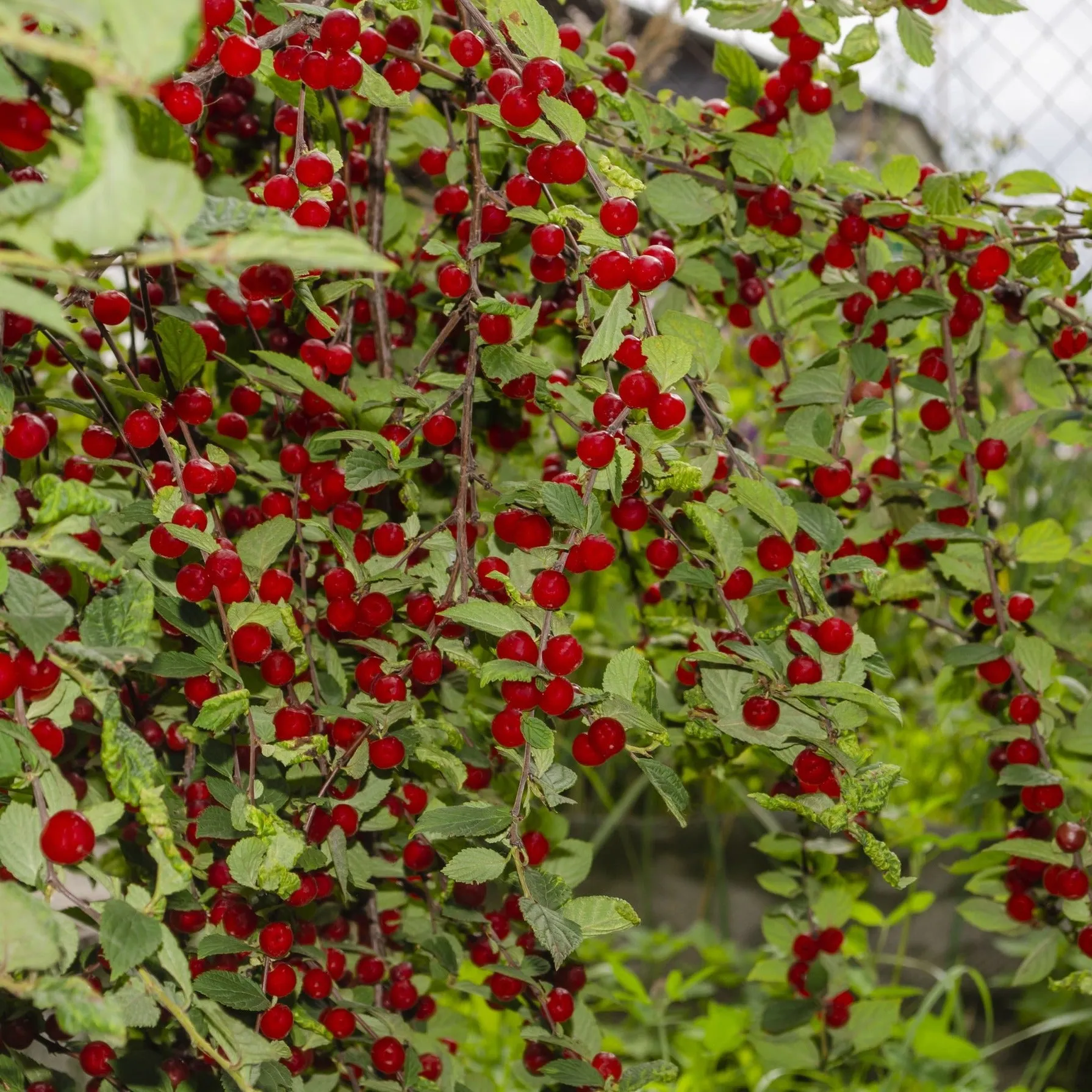 Nanking Cherry Tree