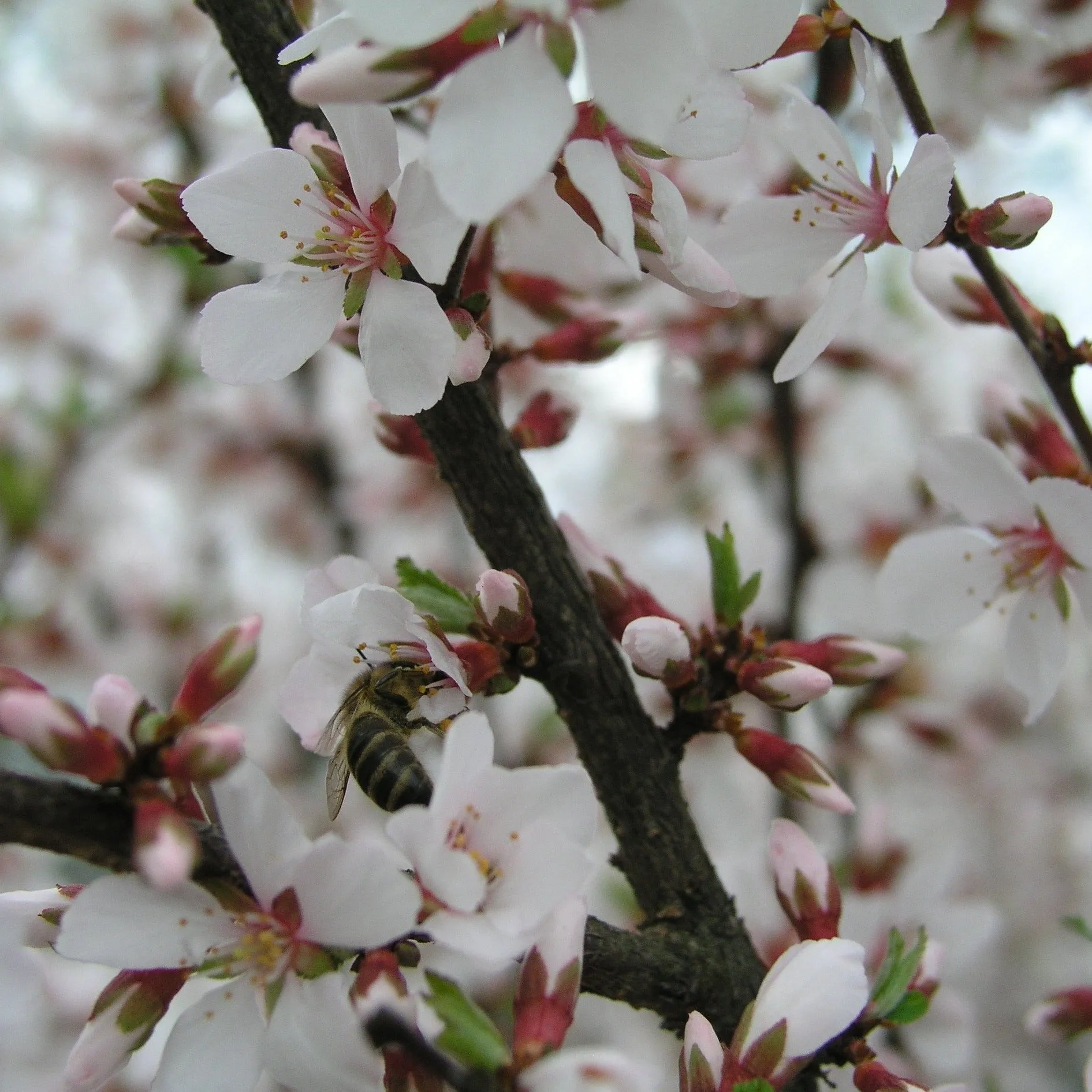 Nanking Cherry Tree