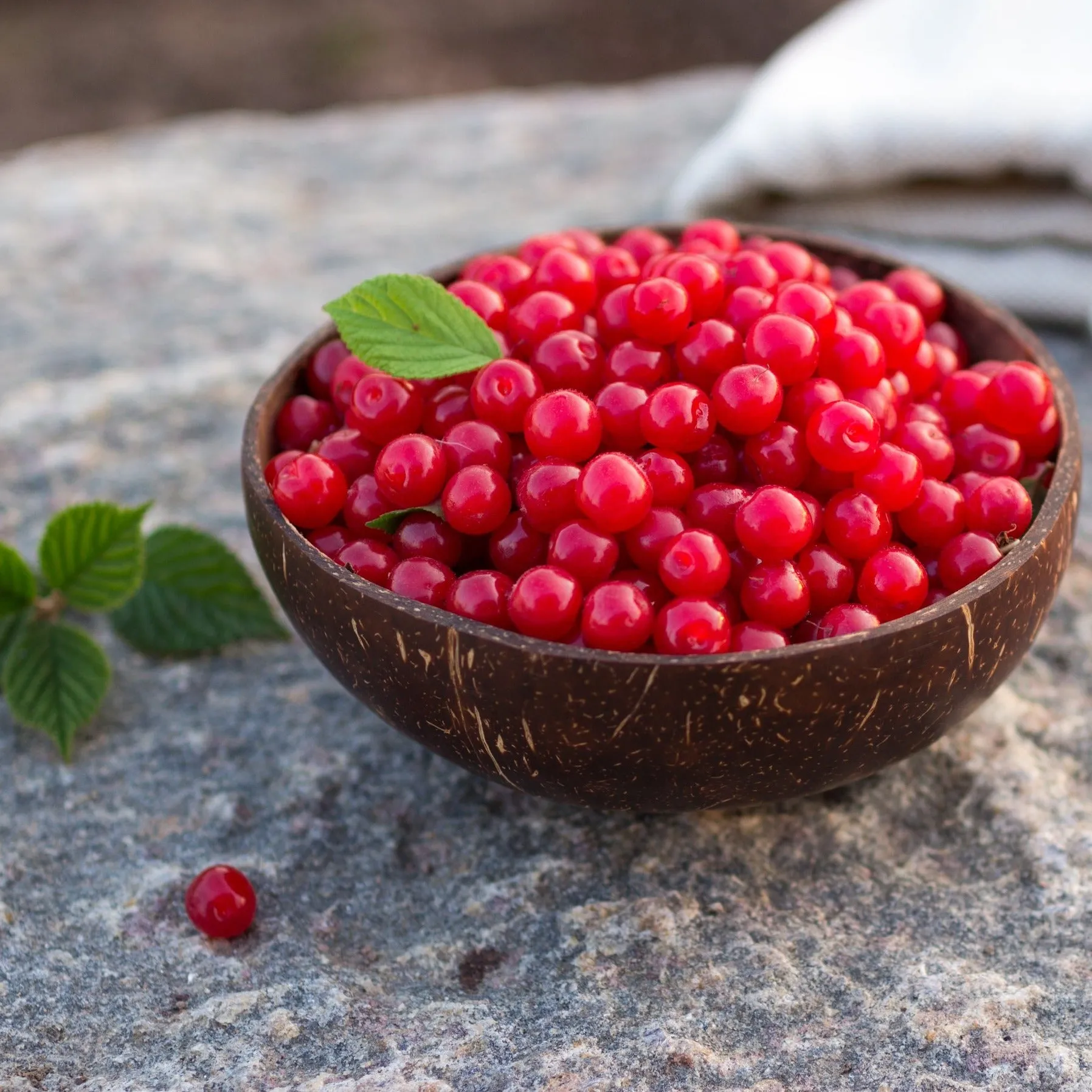 Nanking Cherry Tree
