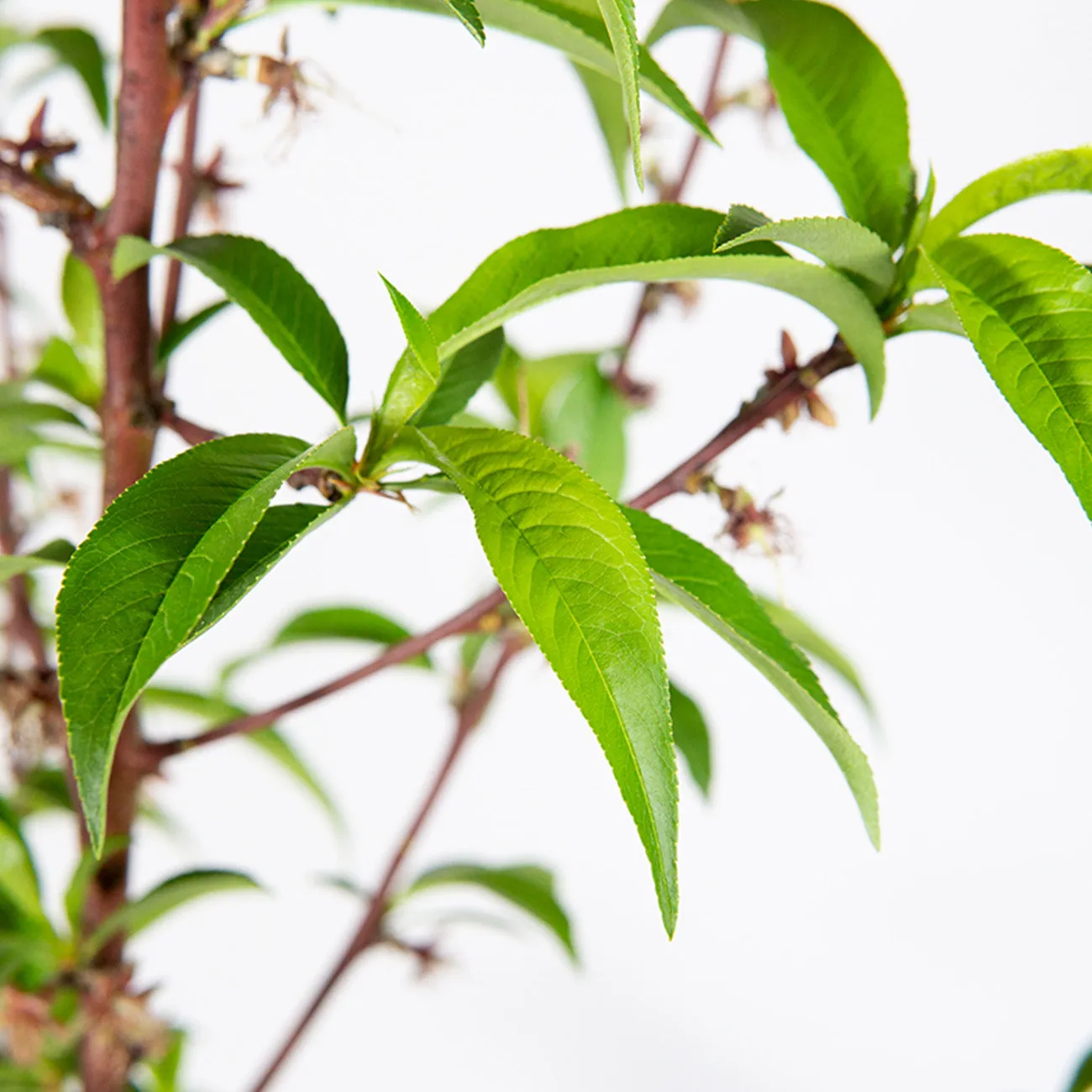 O Henry Peach Tree