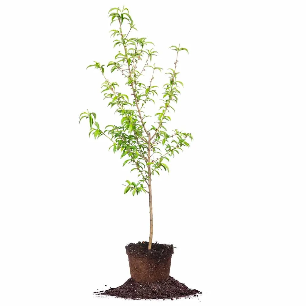 O Henry Peach Tree