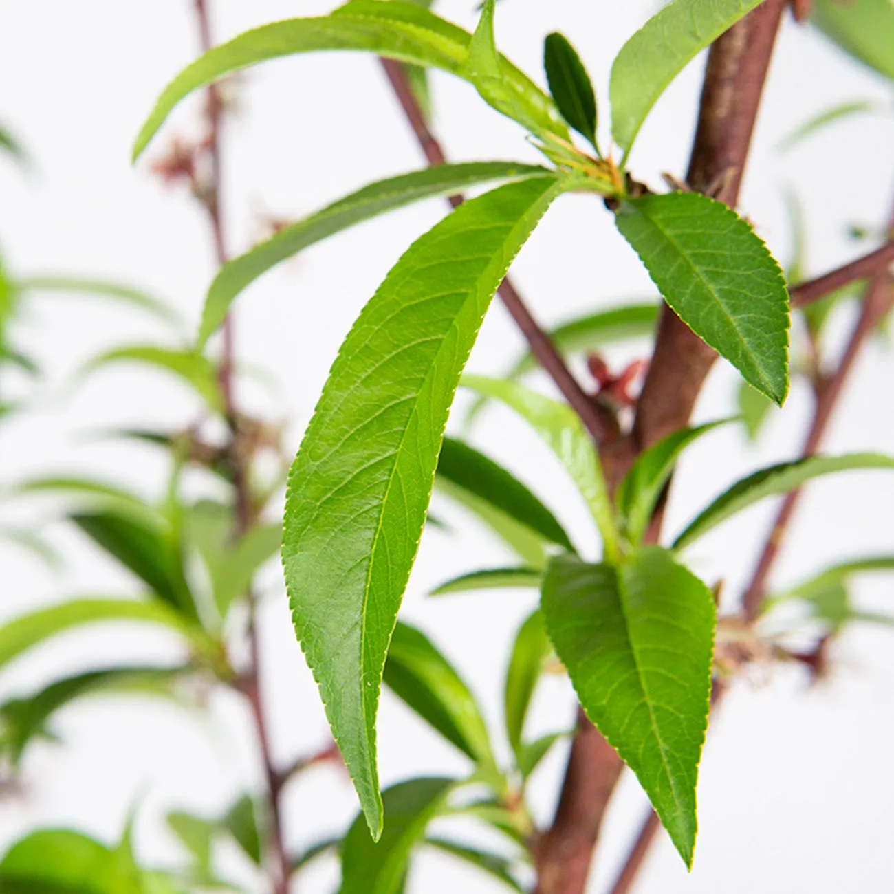 O Henry Peach Tree