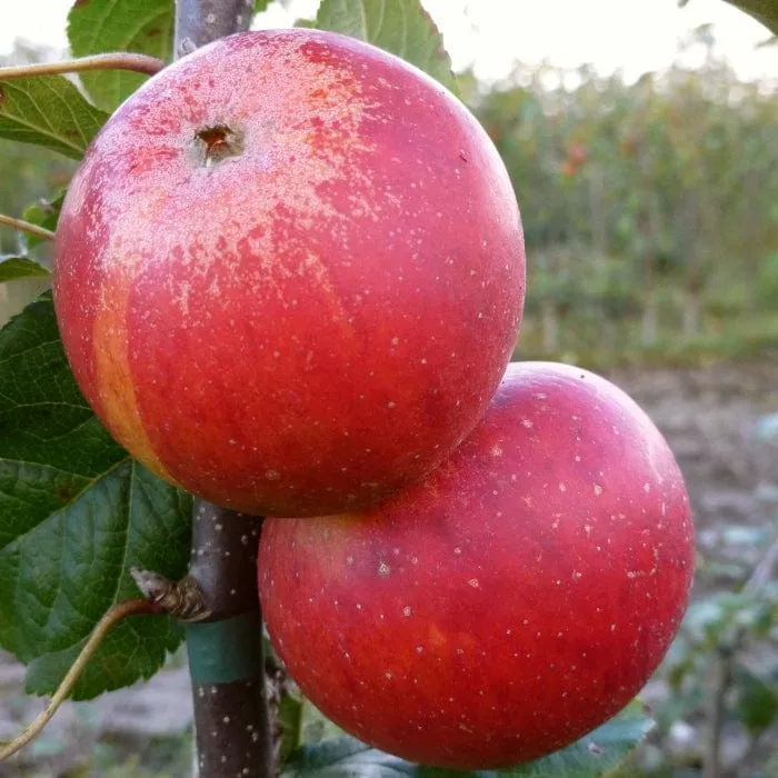 'Queen Cox' Apple Tree