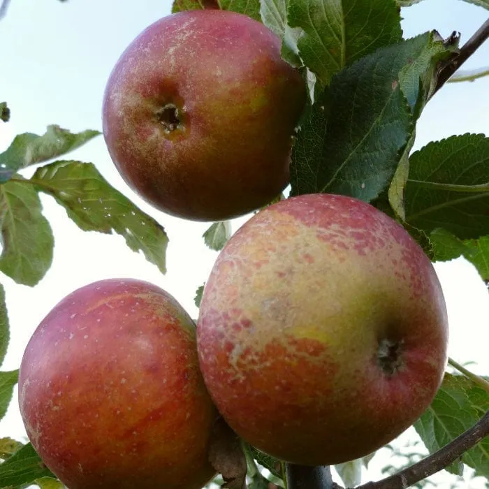 'Queen Cox' Apple Tree