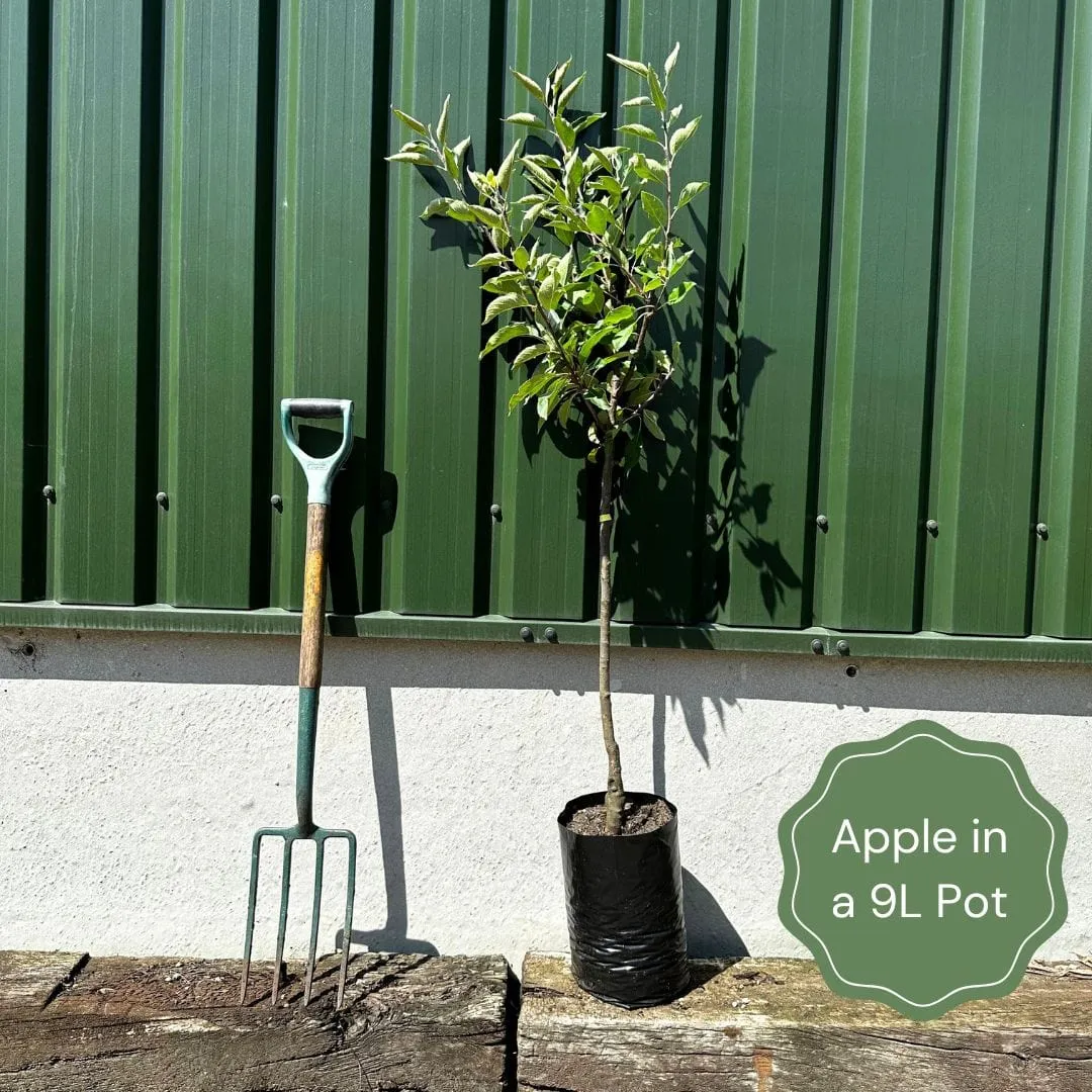 'Queen Cox' Apple Tree