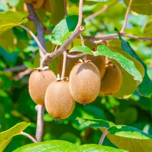 'Solo' Kiwi Plant