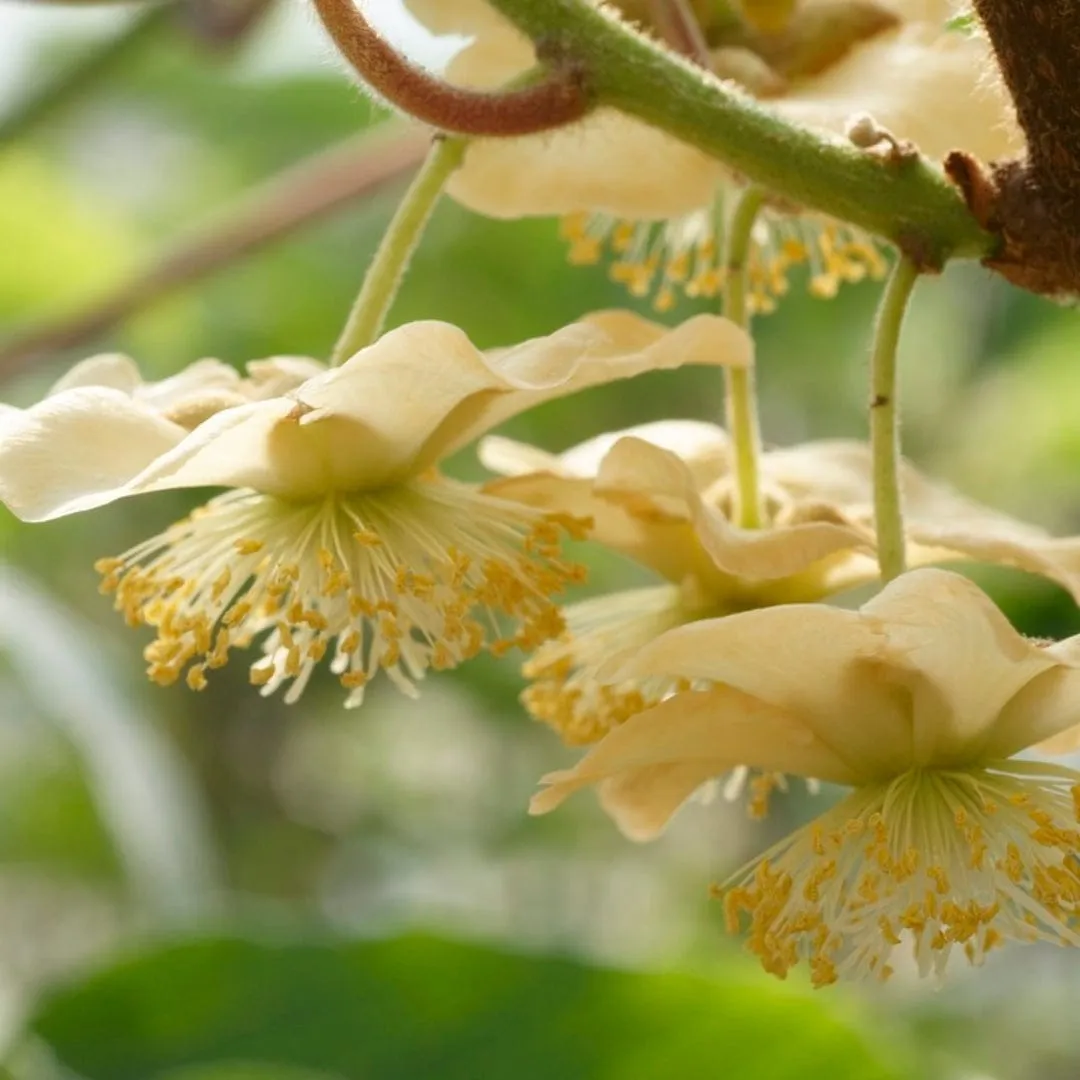 'Solo' Kiwi Plant