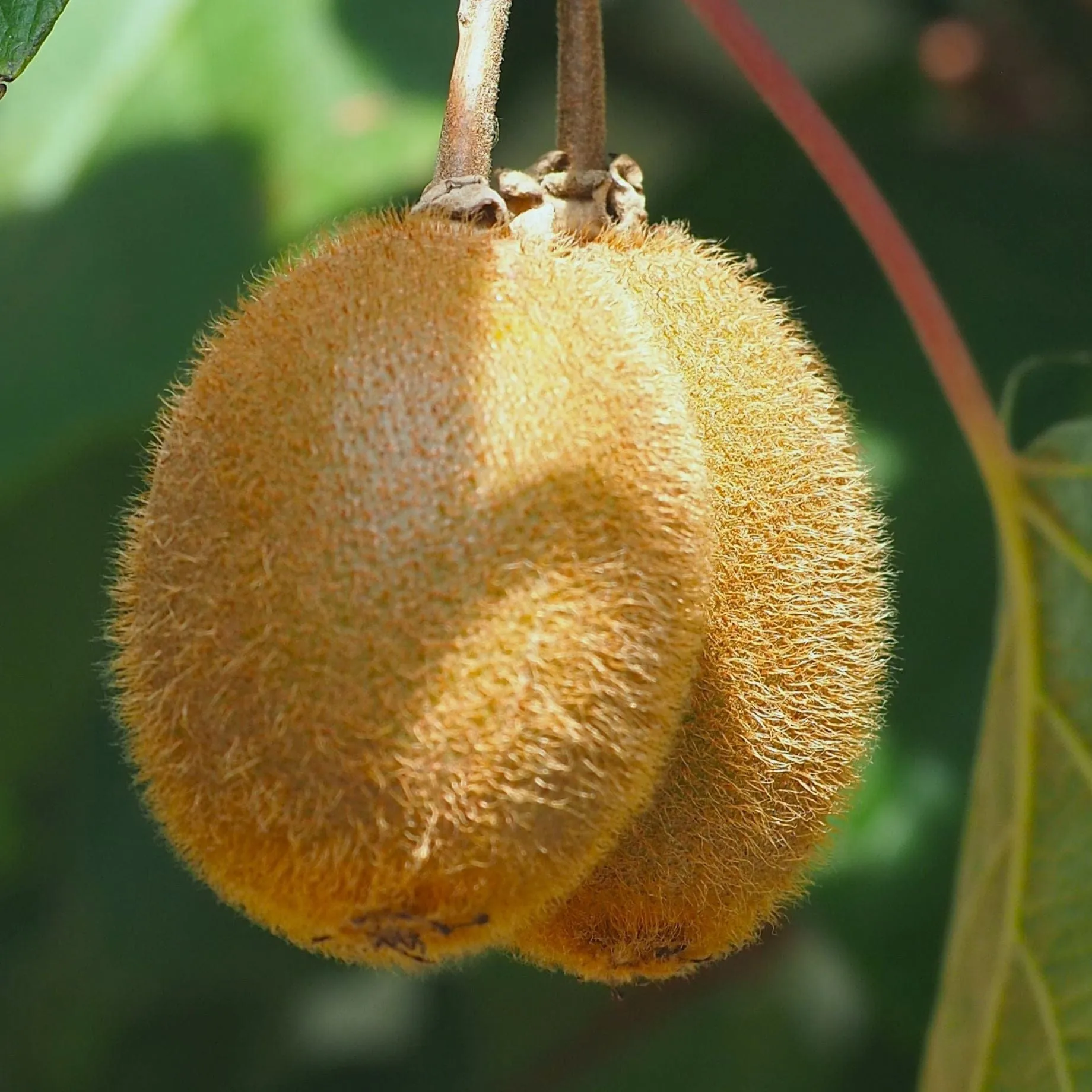 'Solo' Kiwi Plant