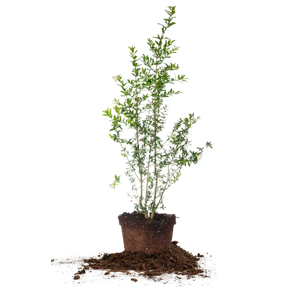 White Pomegranate Tree