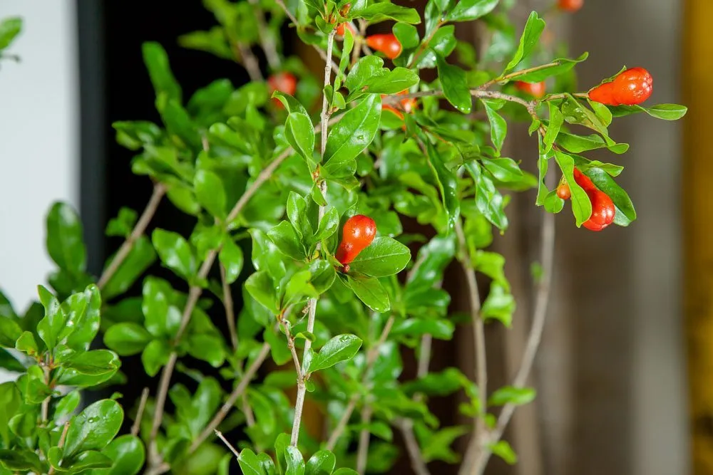 Wonderful Pomegranate Tree